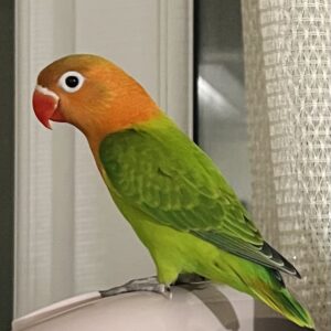 طوطی برزیلی گمشده/ تهرانپارس