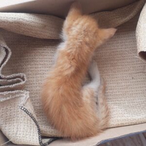 به کمک فوری نیاز دارم برای واگذاری یه گربه کوچولو
