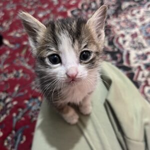 واگذاری دو گربه شیرخوار یک ماه و نیمه