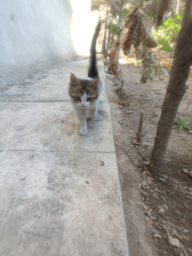 واگذاری  گربه