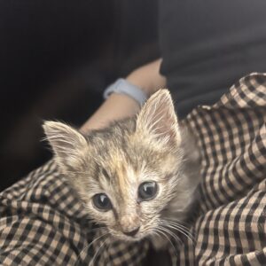 واگذاری بچه گربه ۲هفته ای