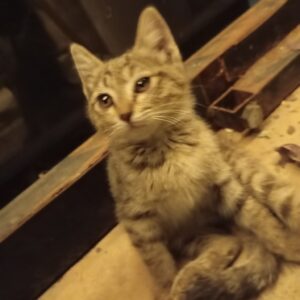 واگذاری بچه گربه