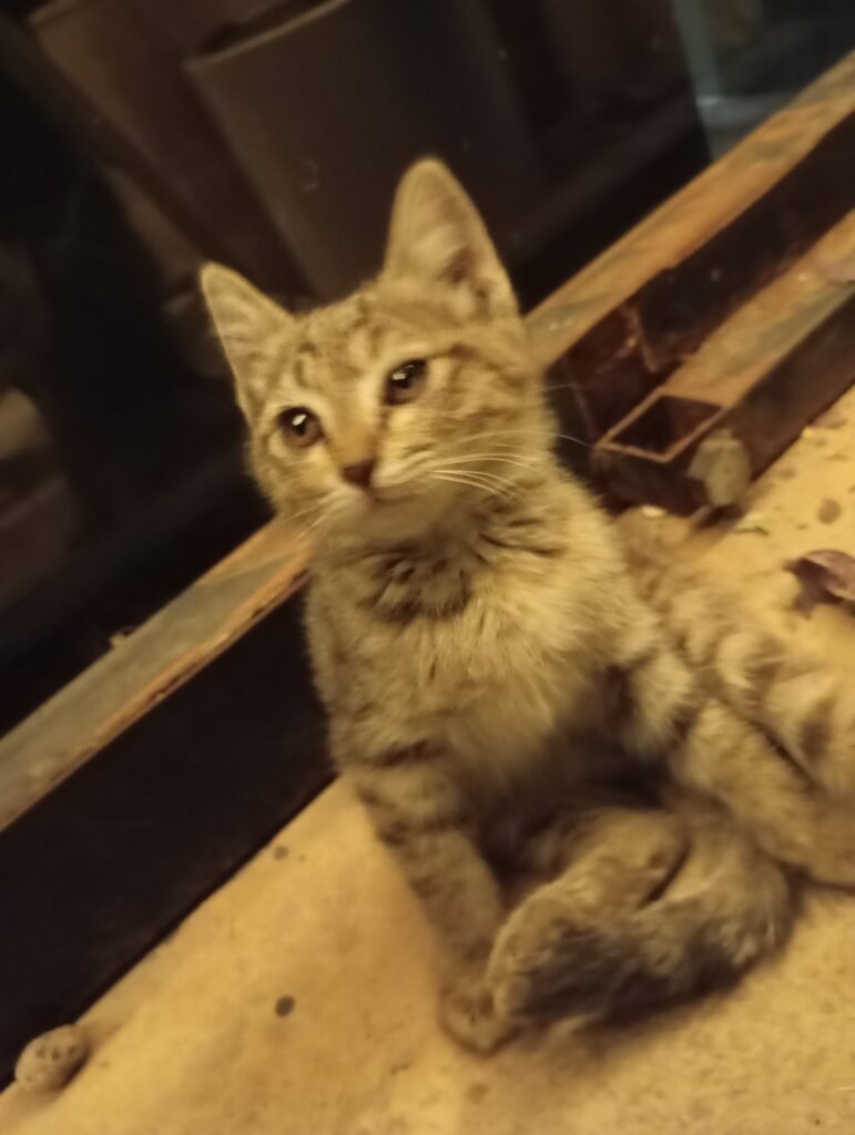 واگذاری بچه گربه