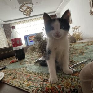 واگذاری گربه