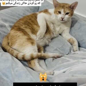 اسمم طلاس 😓 منو از خونه بیرون انداختن!