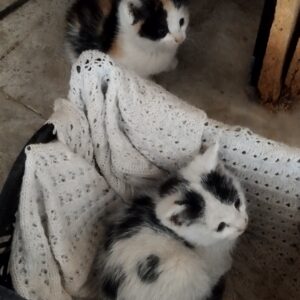 واگذاری دوتا بچه گربه