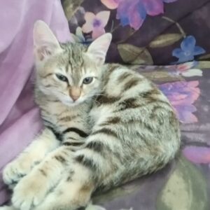 با درود یک توله گربه ۲ ماه