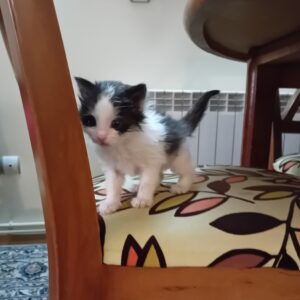 واگذاری گربه ماده، مهربون، خوشگل و شیطون