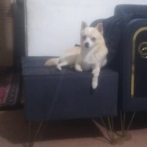 این بچه رو یکی از دوستام پیدا کرده