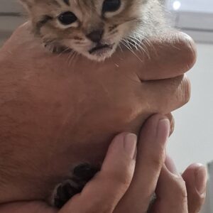 واگذاری بچه گربه چهل روزه