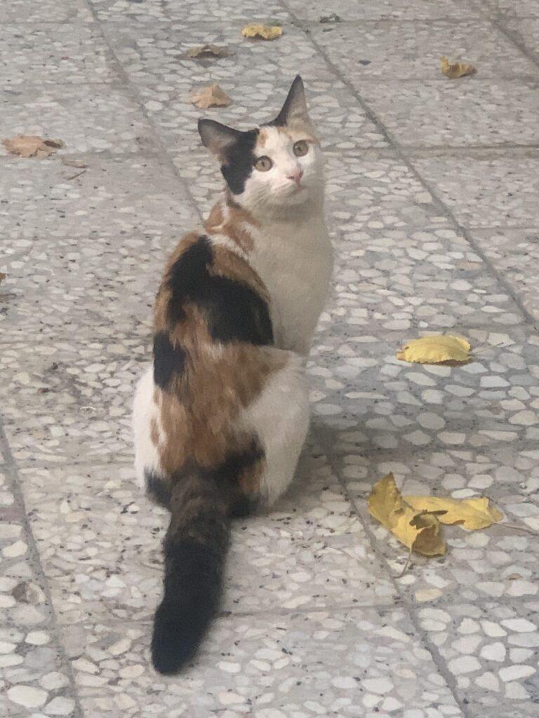 گربه نابالغ مهربون و دستی