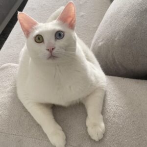 گربه Dsh ماده ۲ ساله