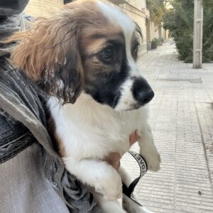 واگذاری توله سگ
