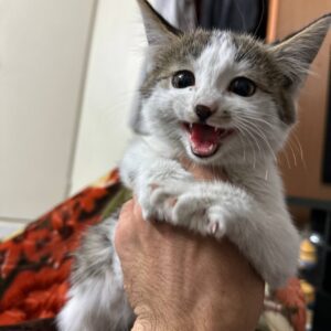 بچه گربه آروم