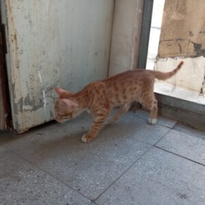 واگذاری گربه 4ماهه نر DSH