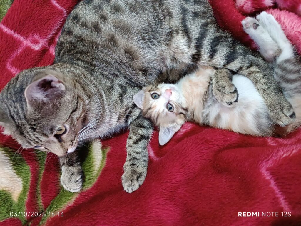 واگذاری فوری