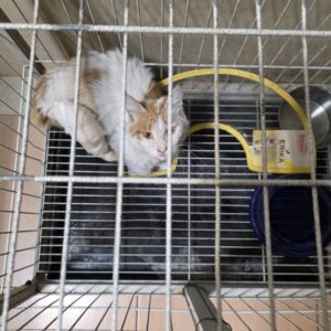 واگذاری رایگان