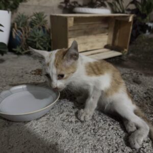 واگذاری بچه گربه قطع نخاع