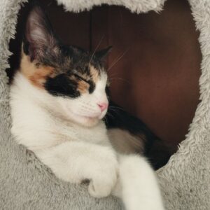 بچه گربه ماده DSH