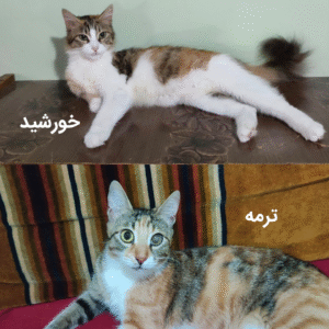 واگذاری رایگان گربه