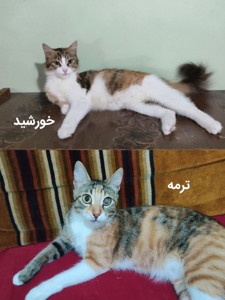 واگذاری رایگان گربه