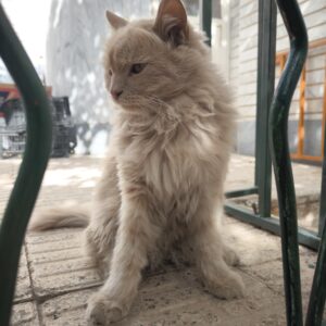 یک گربه در محدوده مارالان پیدا شده