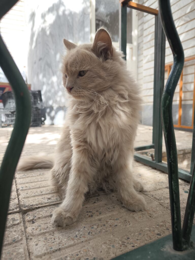 یک گربه در محدوده مارالان پیدا شده