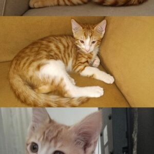 بچه گربه مو بلند