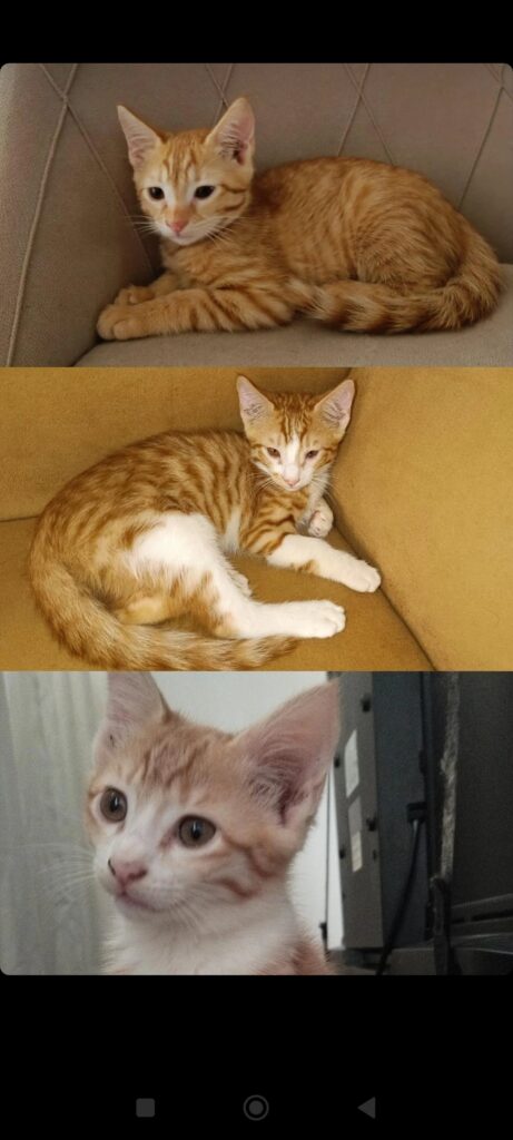 بچه گربه مو بلند