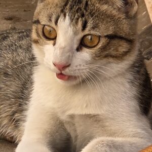 گربه 4 و نیم ماهه DSH
