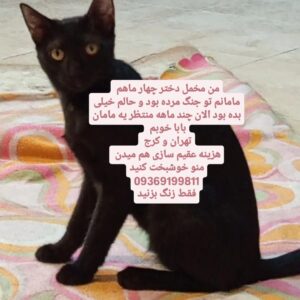 واگذاری فوری گربه مشکی