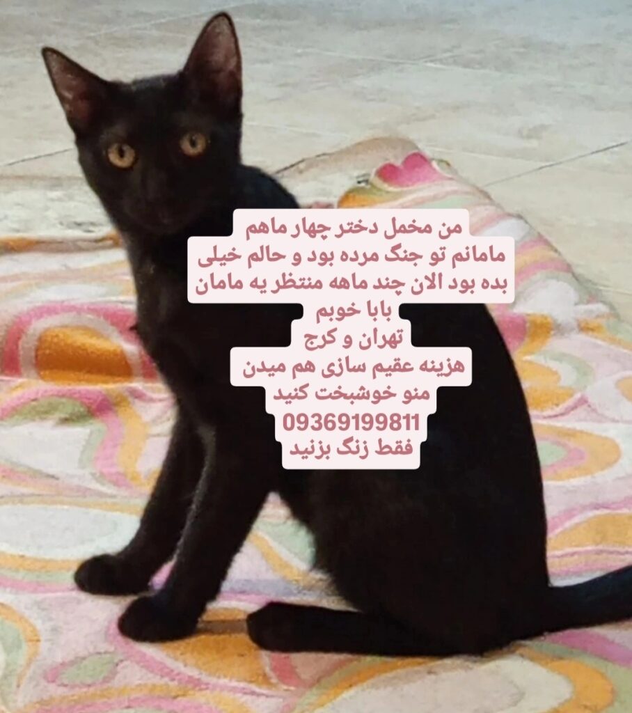 واگذاری فوری گربه مشکی