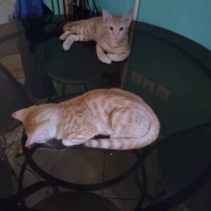 واگذاری یک خواهر و برادر نارنجی
