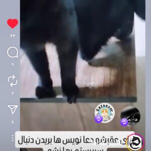 واگذاری گربه نر مشکی که یک ماشین از دست داده