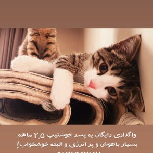 واگذاری گربه نر ۲.۵ ماهه