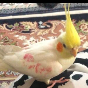 عروس هلندی گم شده زرد رنگ رو یه طرفش جای رژ هس
