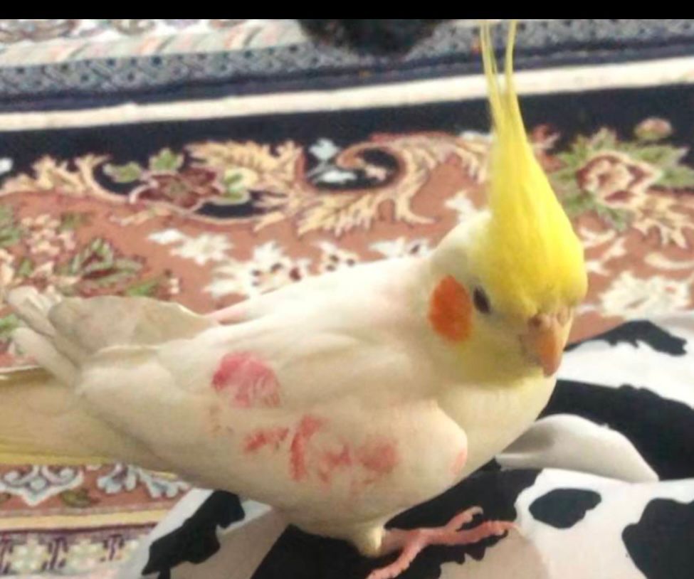 عروس هلندی گم شده زرد رنگ رو یه طرفش جای رژ هس