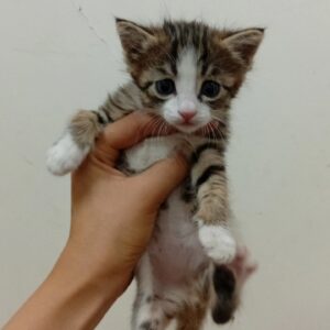 بچه گربه خیلی کوچولو
