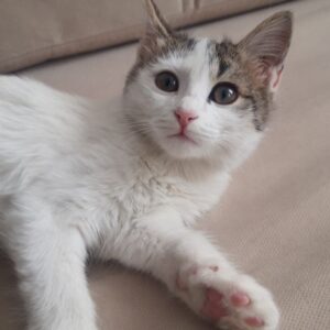 واگذاری بچه گربه