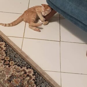 واگذاری رایگان یه خواهر و برادر نارنجی