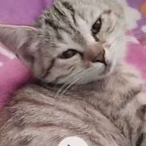 سه بچه گربه دو ماه ‌ونیم که برای بار سوم هست آگهی میکنم دارن رها میشن تو رو‌خدا پناهشون بدید