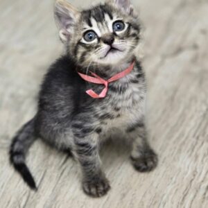 واگذاری 2 بچه گربه نر 1.5 ماهه باهم یا تکی