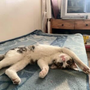 تیله خانم 5ماهه به دنبال خانواده قبل از شروع سرما