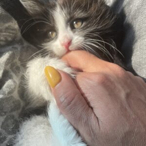 گربه دوماهه dlh