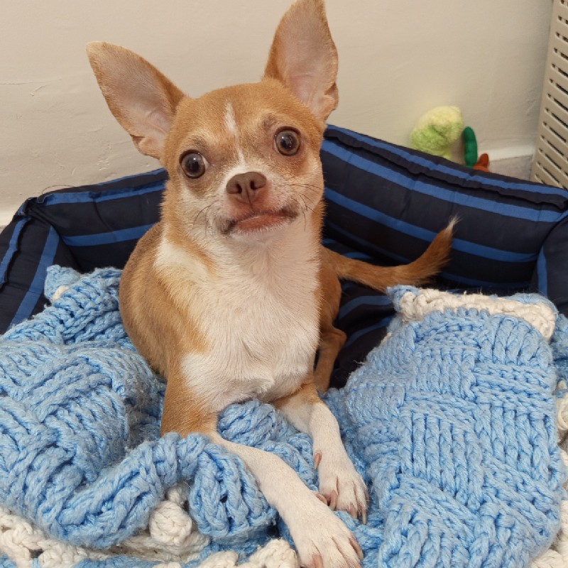 واگذاری شیواوا