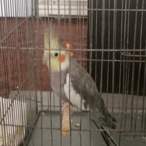 عروس هلندی نرگمشده