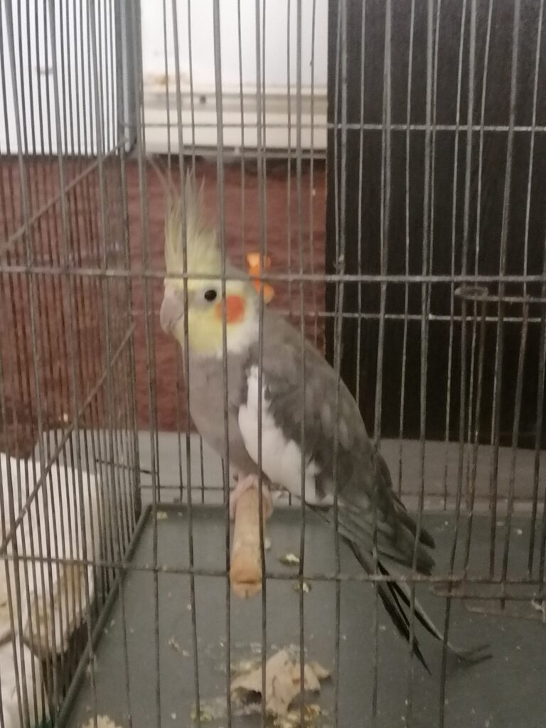 عروس هلندی نرگمشده