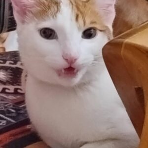 گربه‌ نر نژاد دی اس اچ