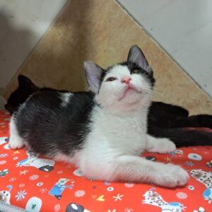 واگذاری بچه گربه