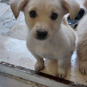 توله سه ماهه